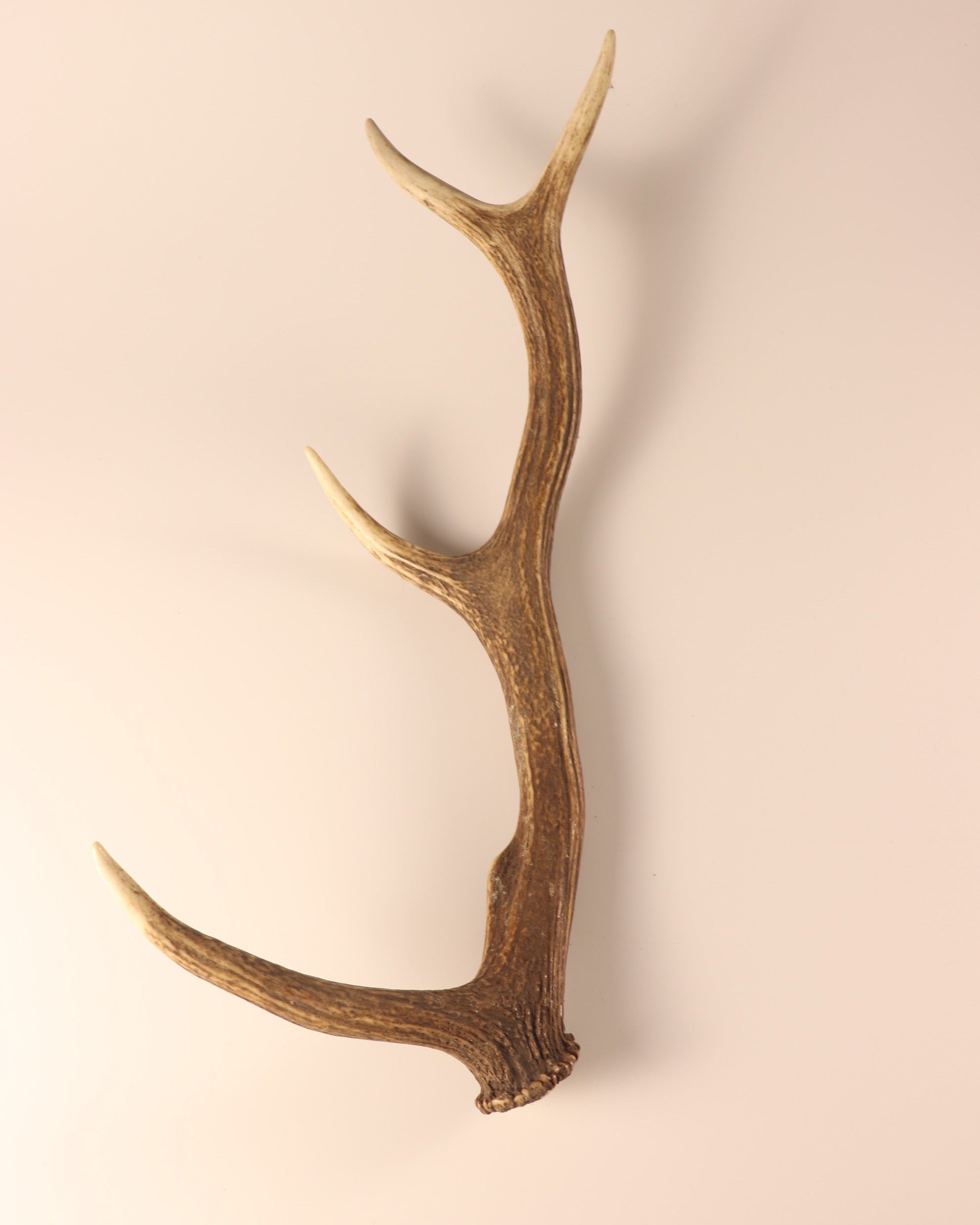 Geweih Hirschhorn Abwurfstange