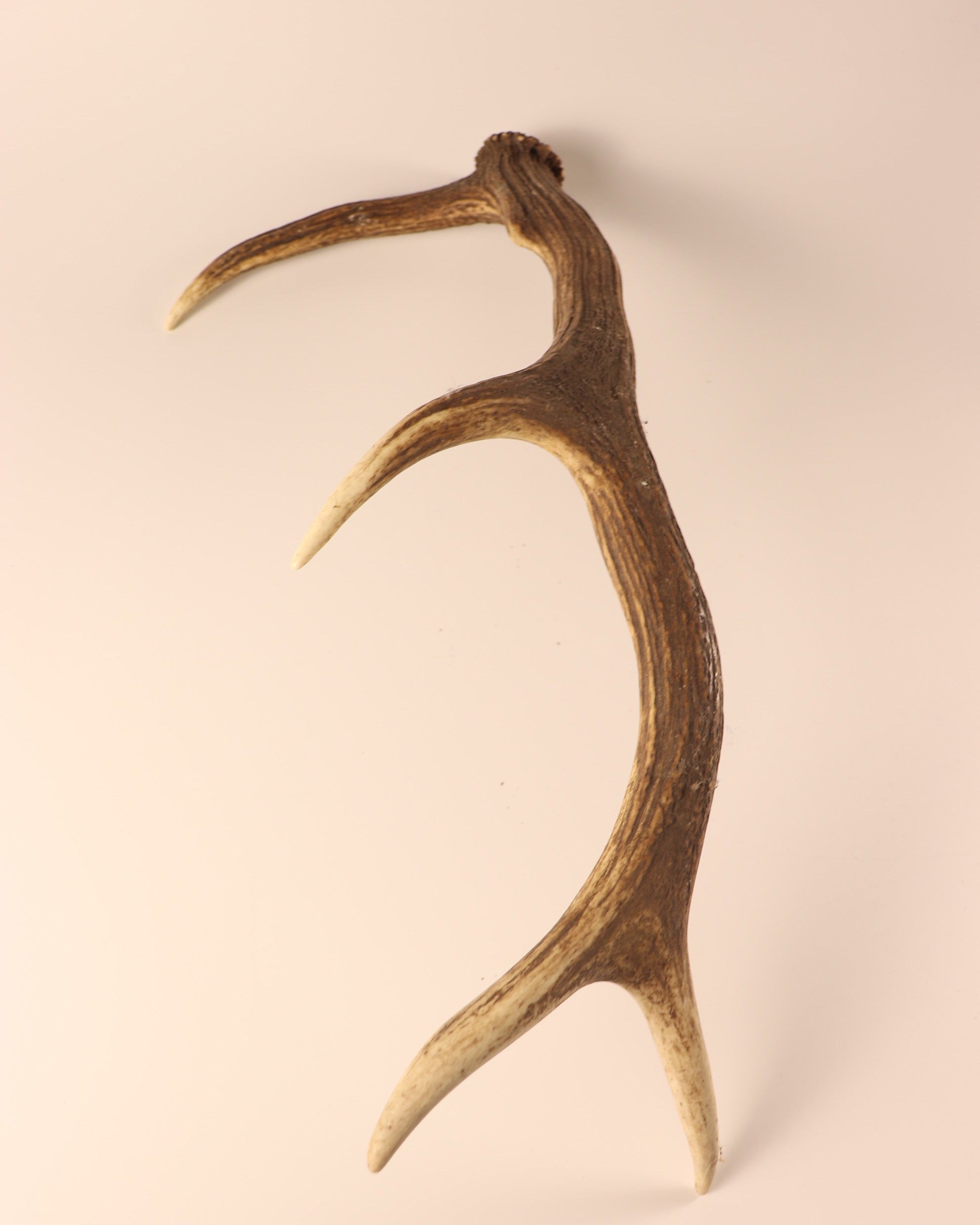 Geweih Hirschhorn Abwurfstange