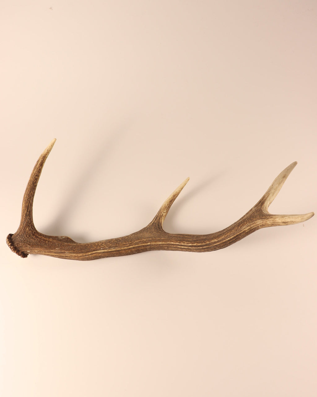 Geweih Hirschhorn Abwurfstange