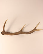 Geweih Hirschhorn Abwurfstange