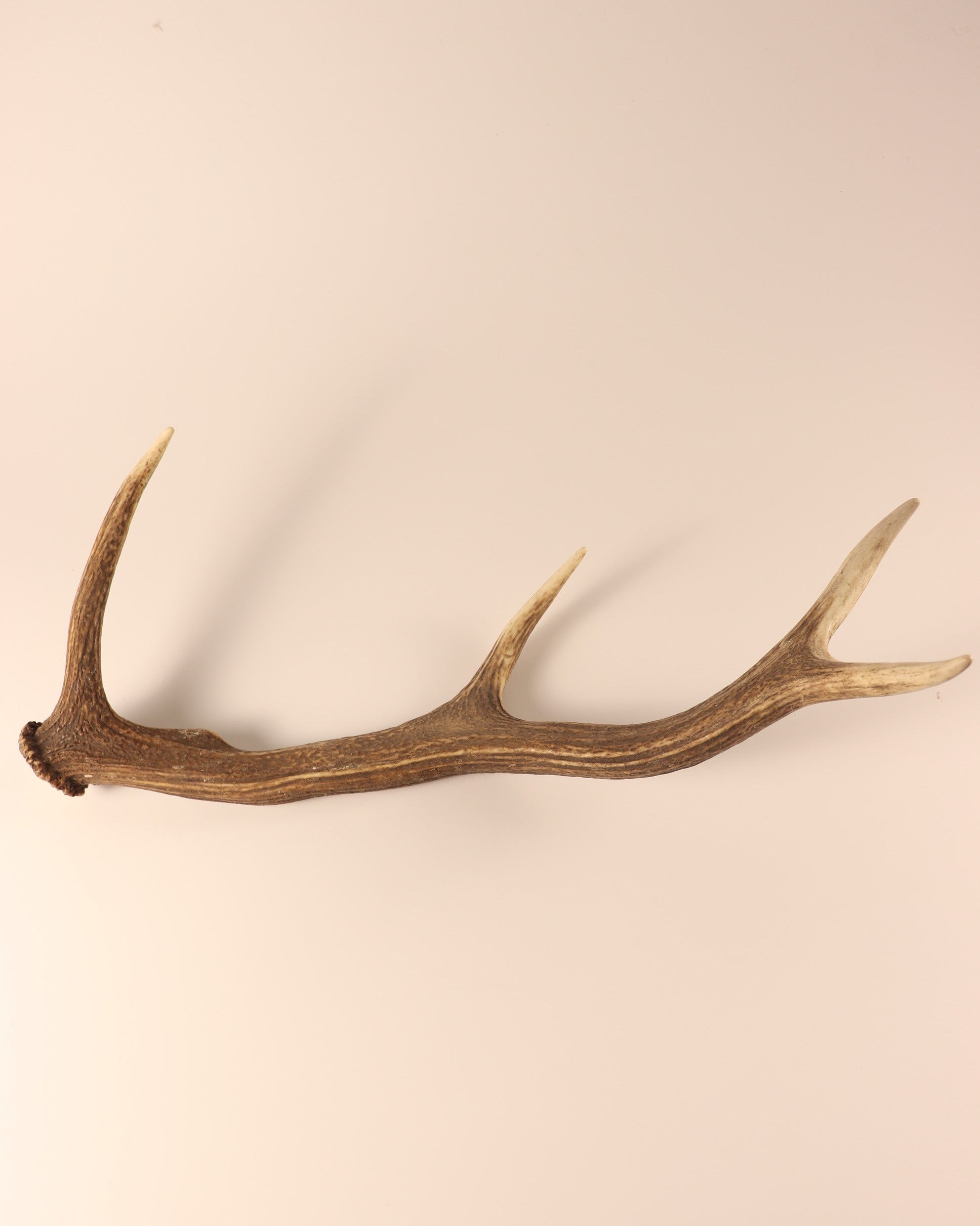 Geweih Hirschhorn Abwurfstange