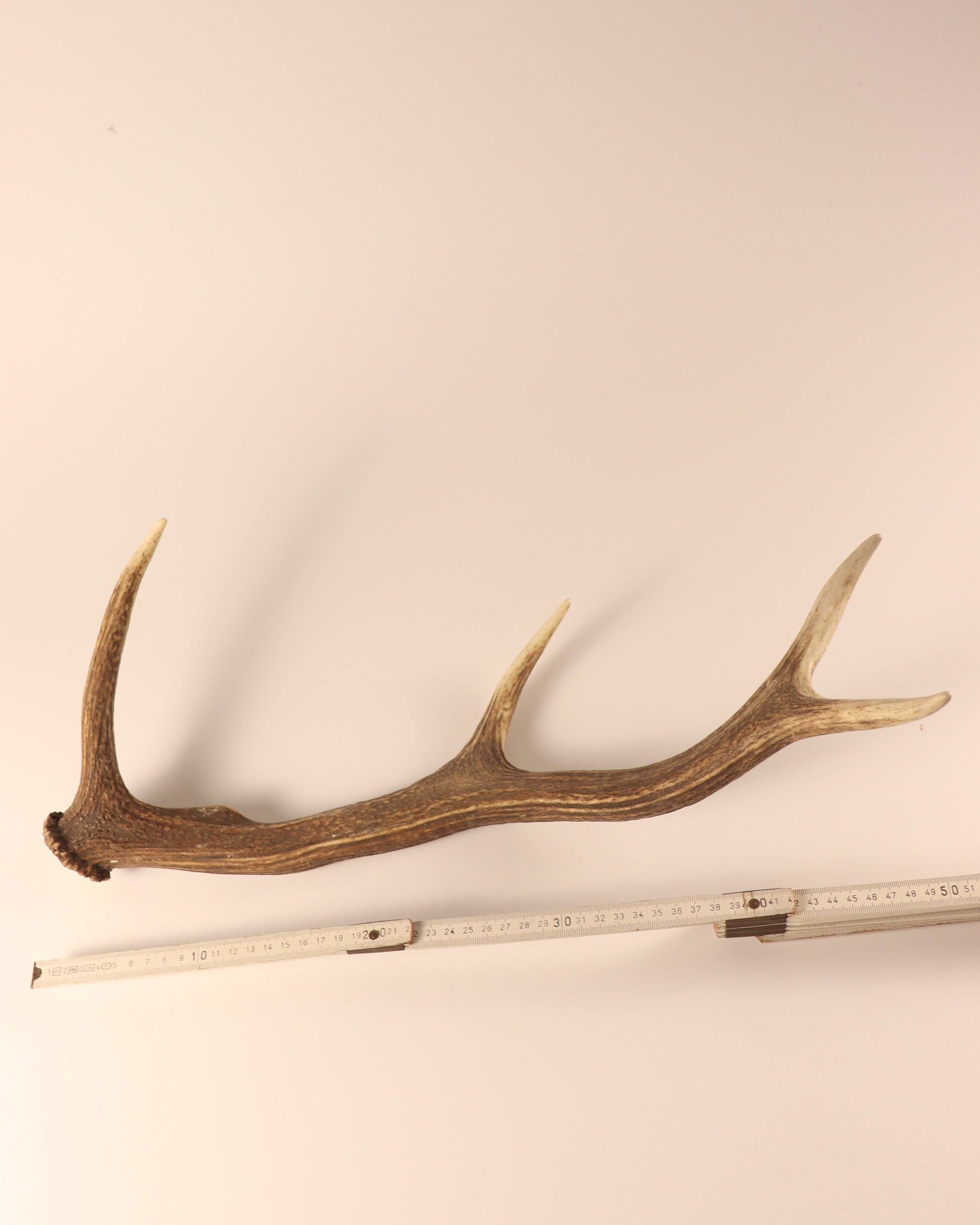 Geweih Hirschhorn Abwurfstange