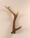 Geweih Hirschhorn Abwurfstange