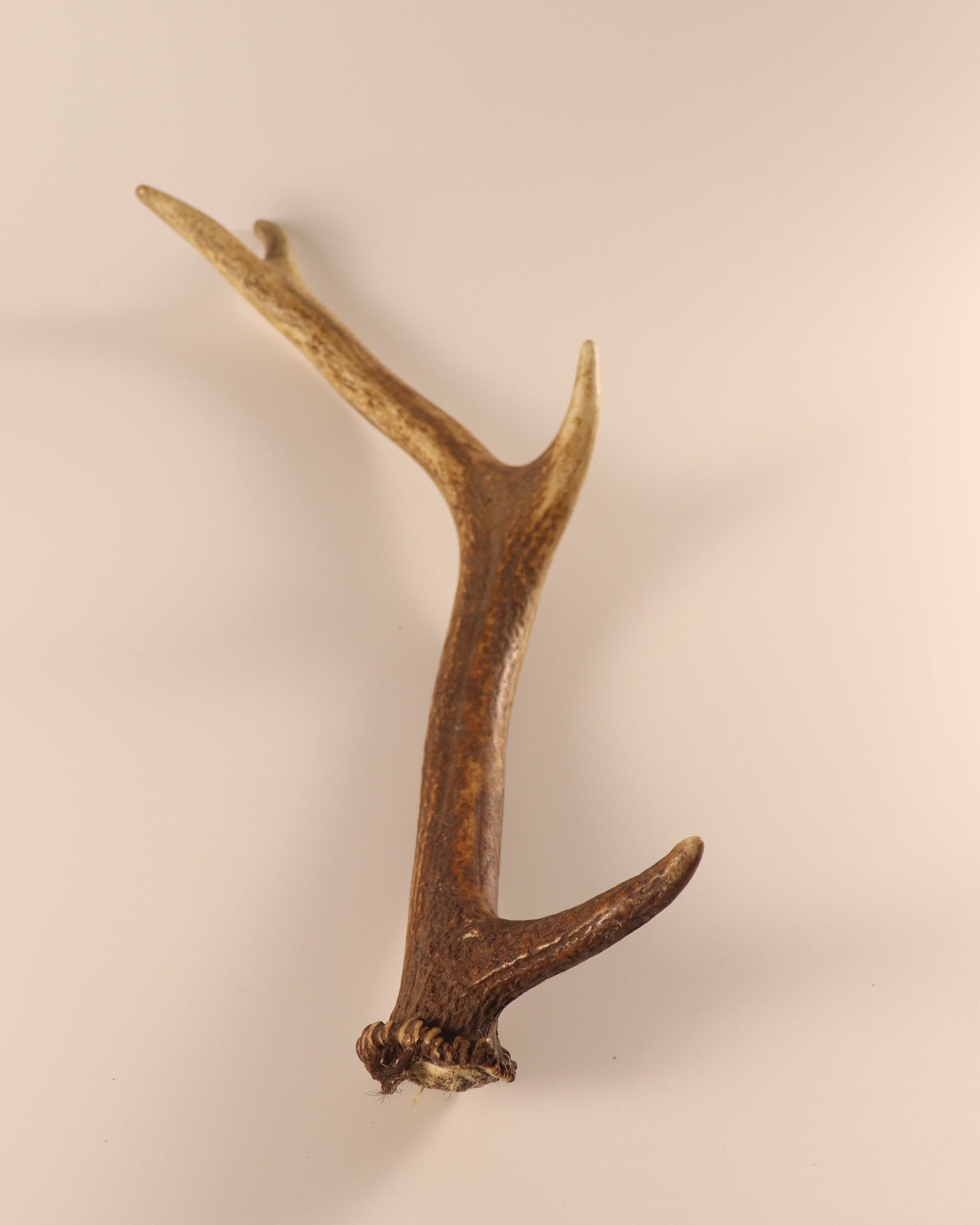 Geweih Hirschhorn Abwurfstange