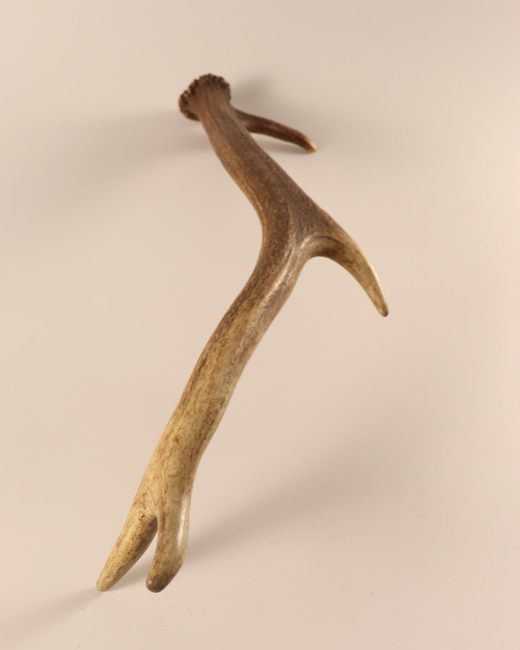 Geweih Hirschhorn Abwurfstange