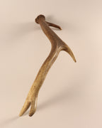 Geweih Hirschhorn Abwurfstange