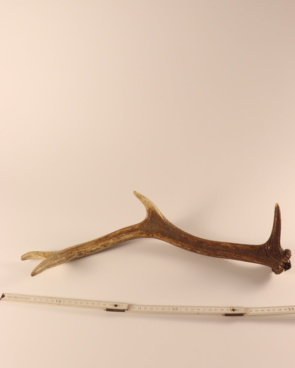 Geweih Hirschhorn Abwurfstange