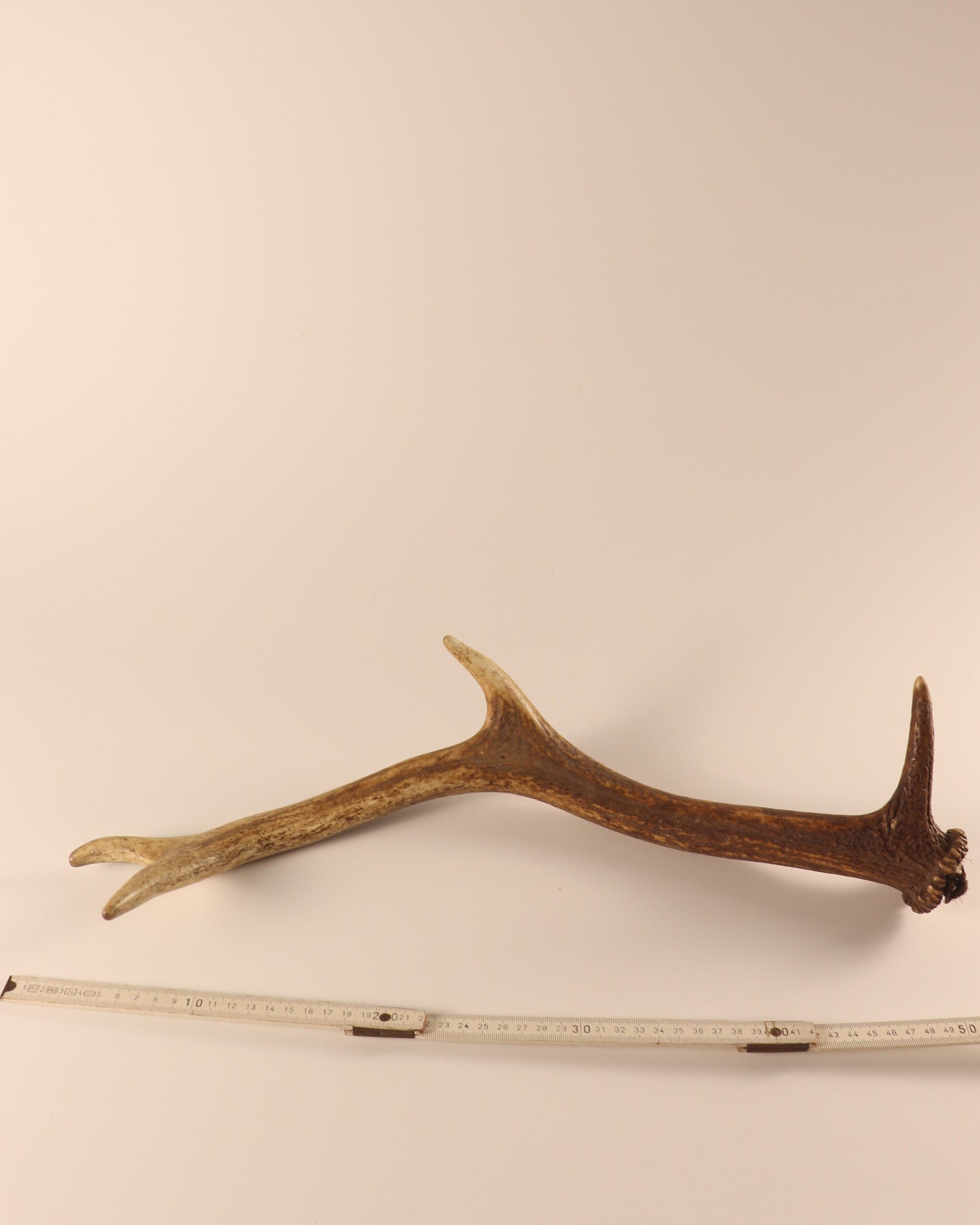 Geweih Hirschhorn Abwurfstange