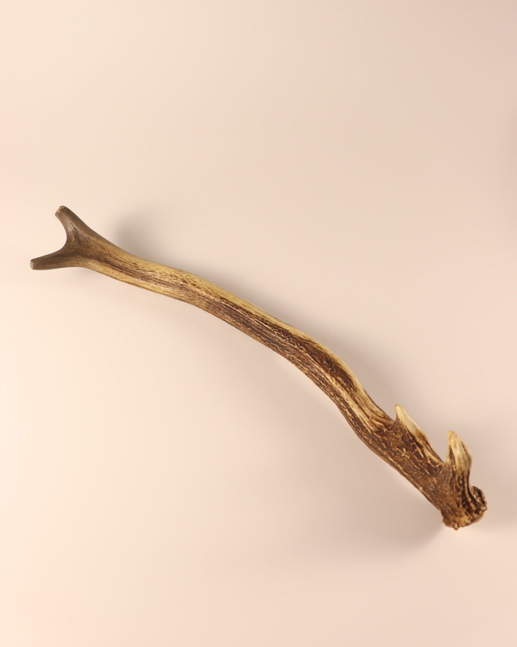 Geweih Hirschhorn Abwurfstange