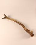 Geweih Hirschhorn Abwurfstange