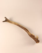 Geweih Hirschhorn Abwurfstange