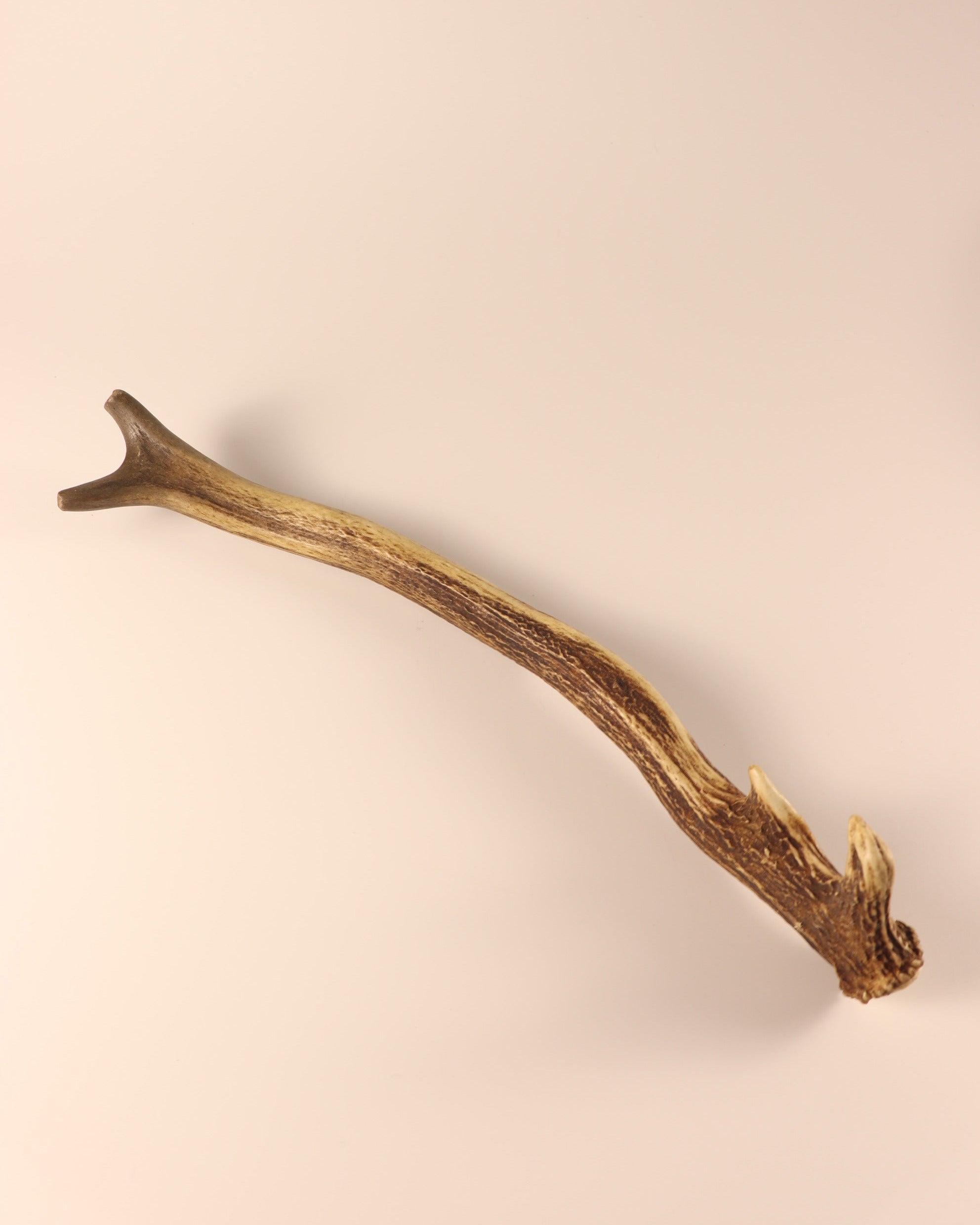 Geweih Hirschhorn Abwurfstange