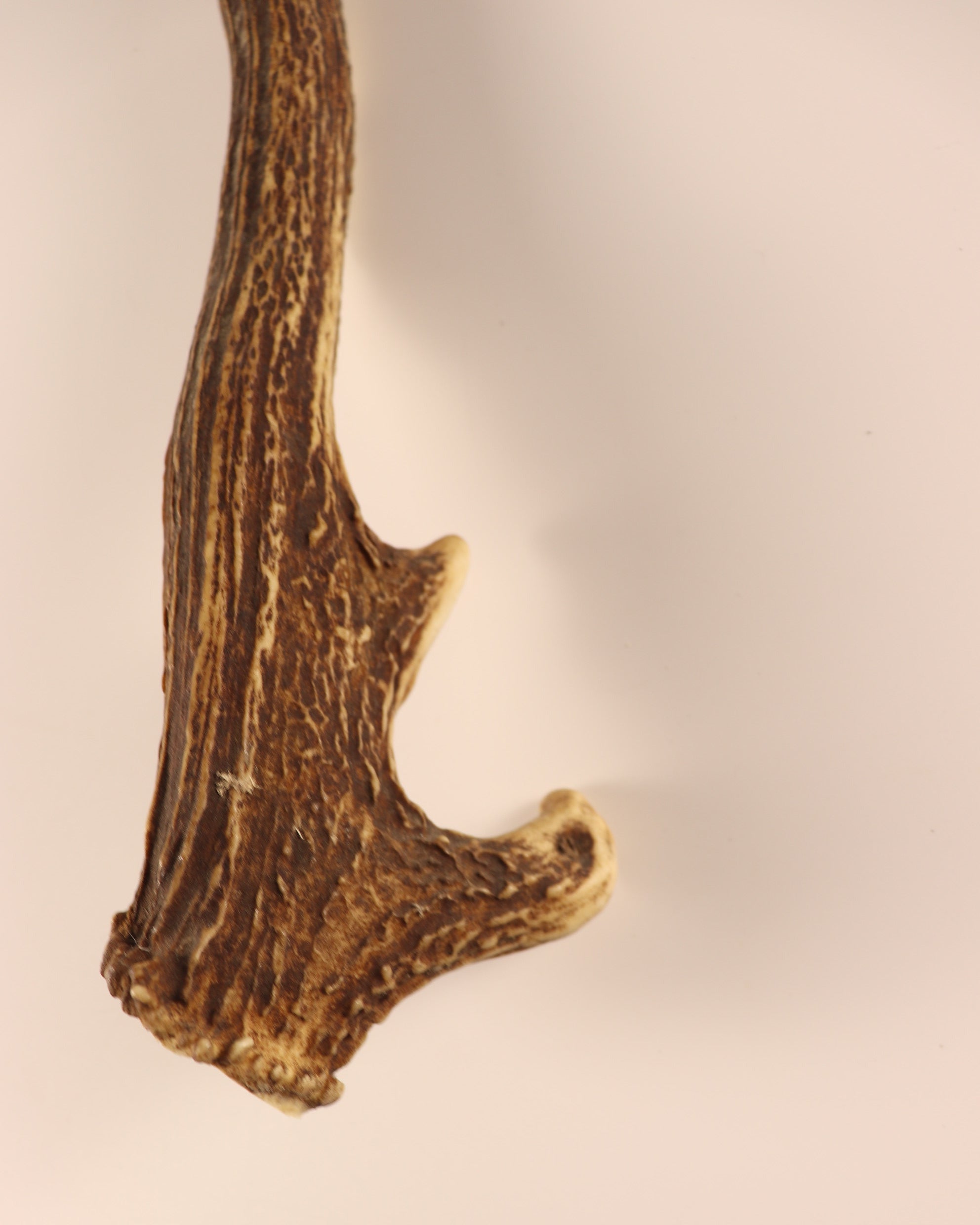 Geweih Hirschhorn Abwurfstange