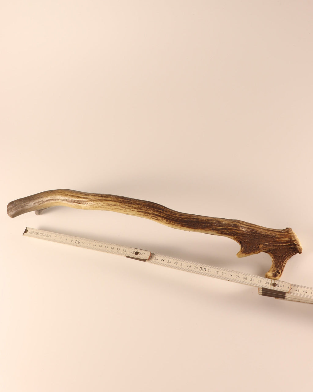 Geweih Hirschhorn Abwurfstange