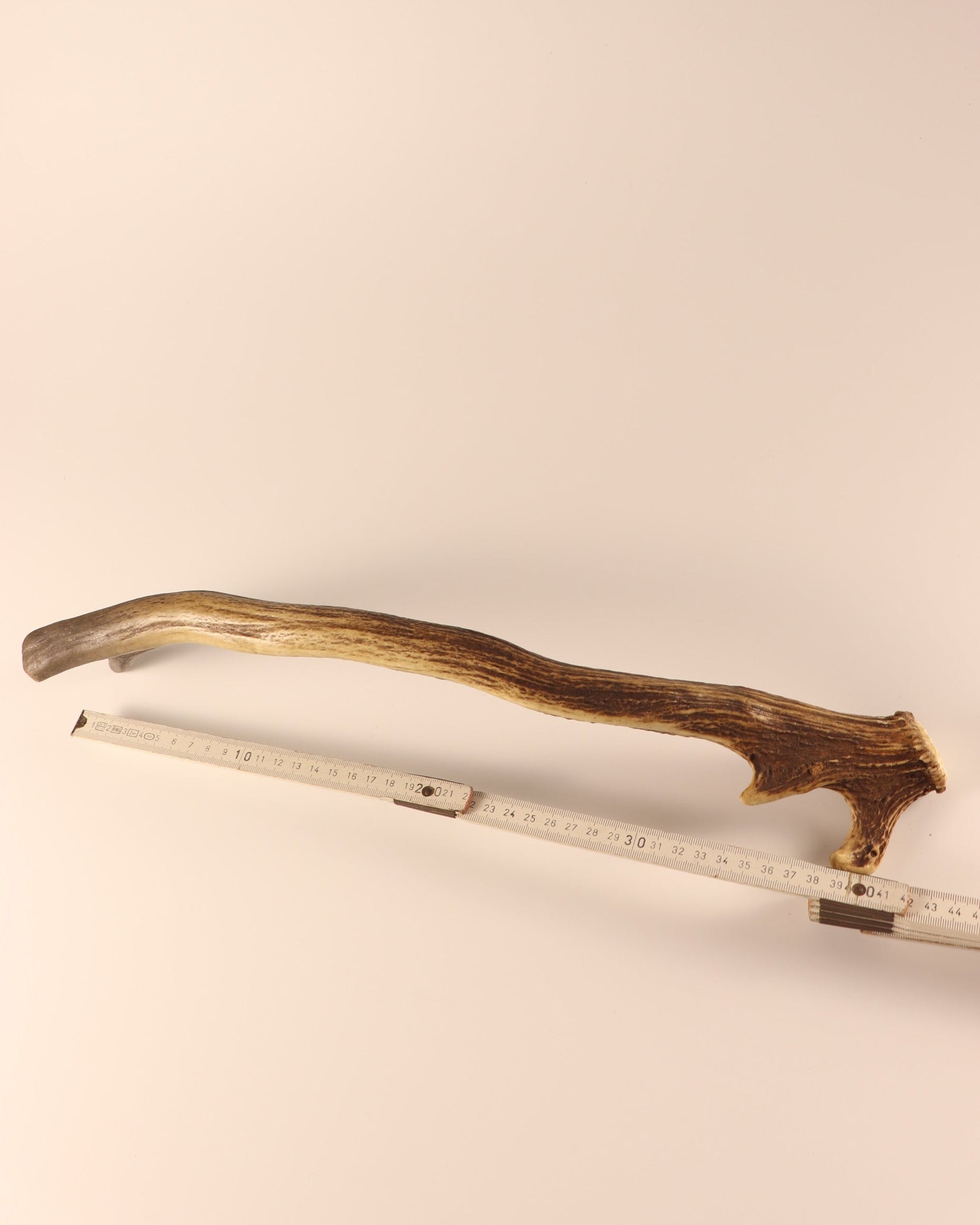Geweih Hirschhorn Abwurfstange