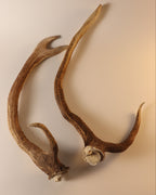 abnormes Geweih Hirschhorn Paar