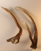 abnormes Geweih Hirschhorn Paar