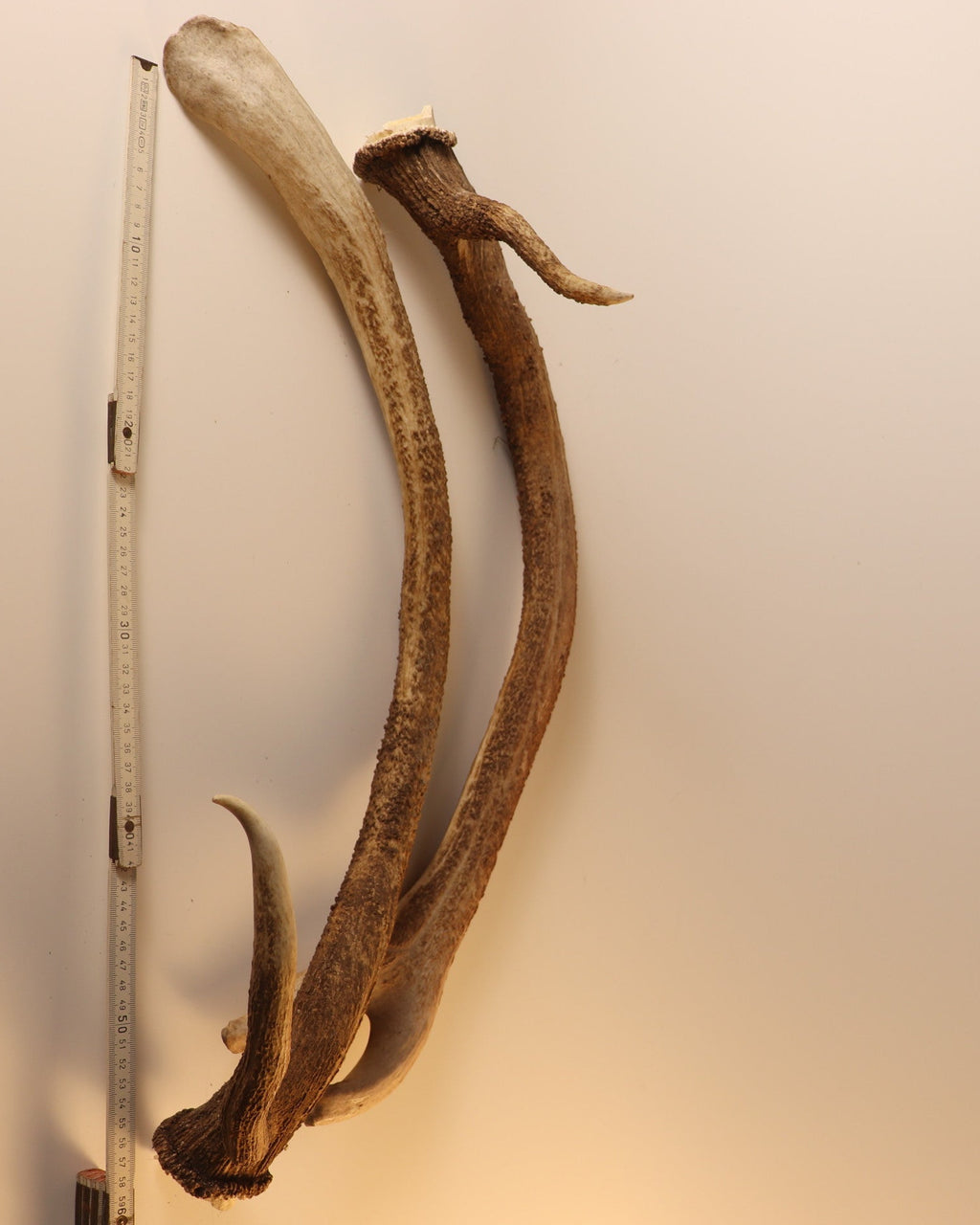abnormes Geweih Hirschhorn Paar