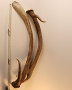 abnormes Geweih Hirschhorn Paar