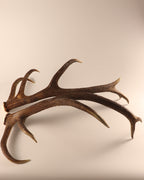 Geweih Hirschhorn Paar