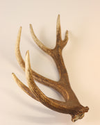 Geweih Hirschhorn Abwurfstange