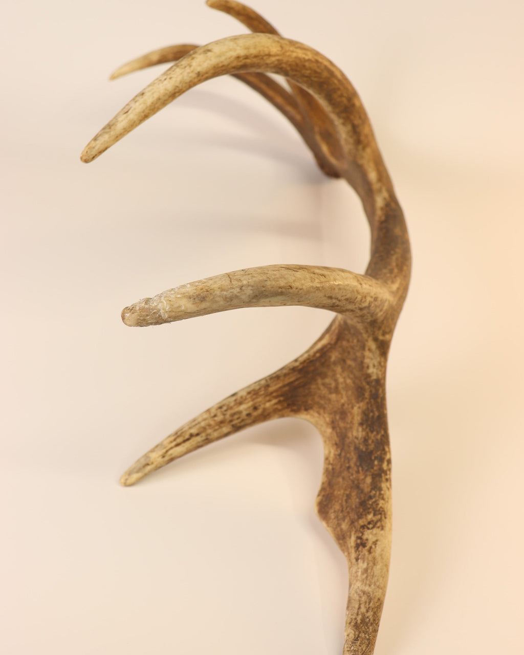 Geweih Hirschhorn Abwurfstange