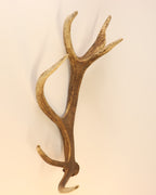 Geweih Hirschhorn Abwurfstange