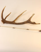 Geweih Hirschhorn Abwurfstange