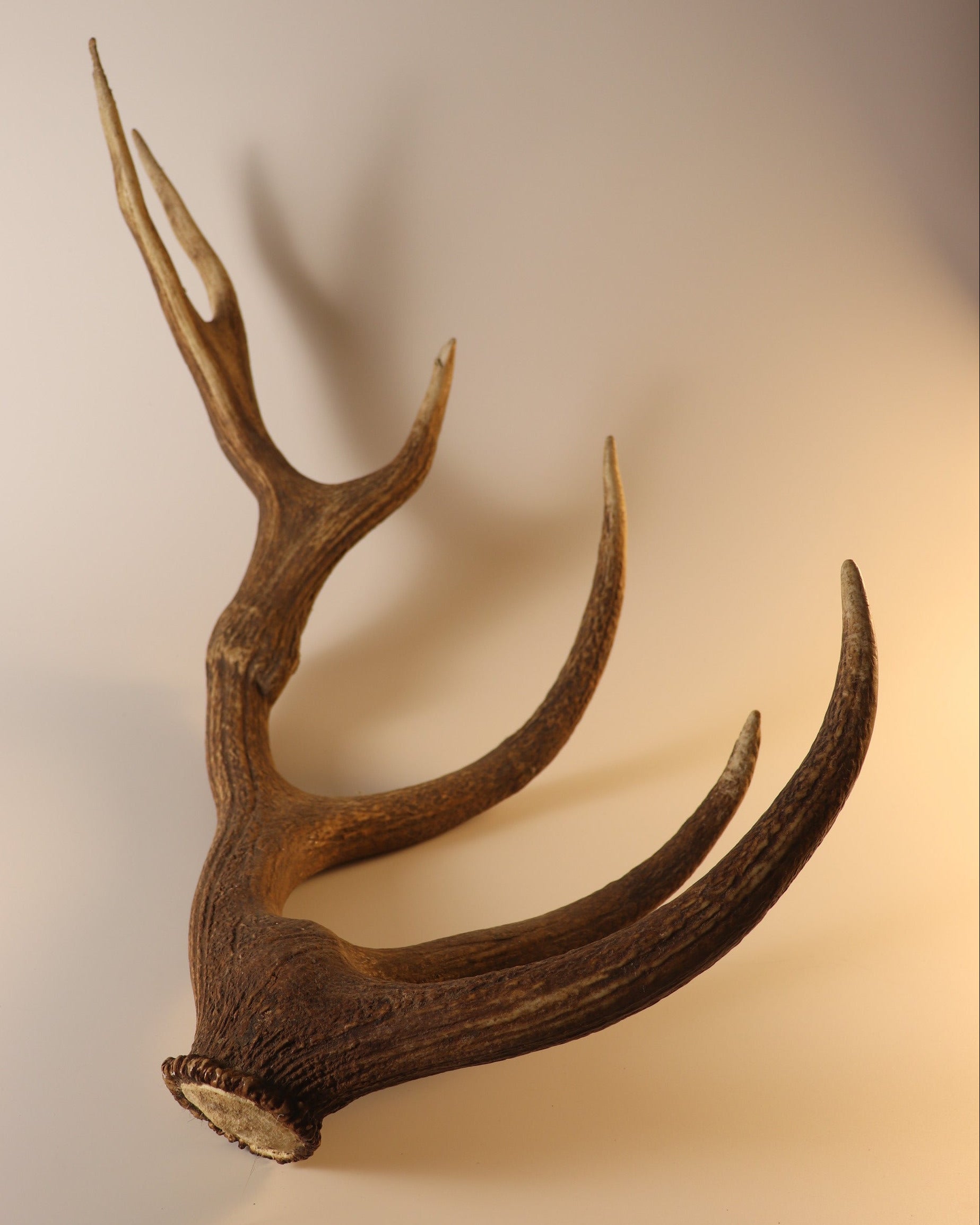 abnorme Geweih Hirschhorn Abwurfstange