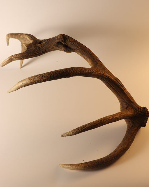 abnorme Geweih Hirschhorn Abwurfstange