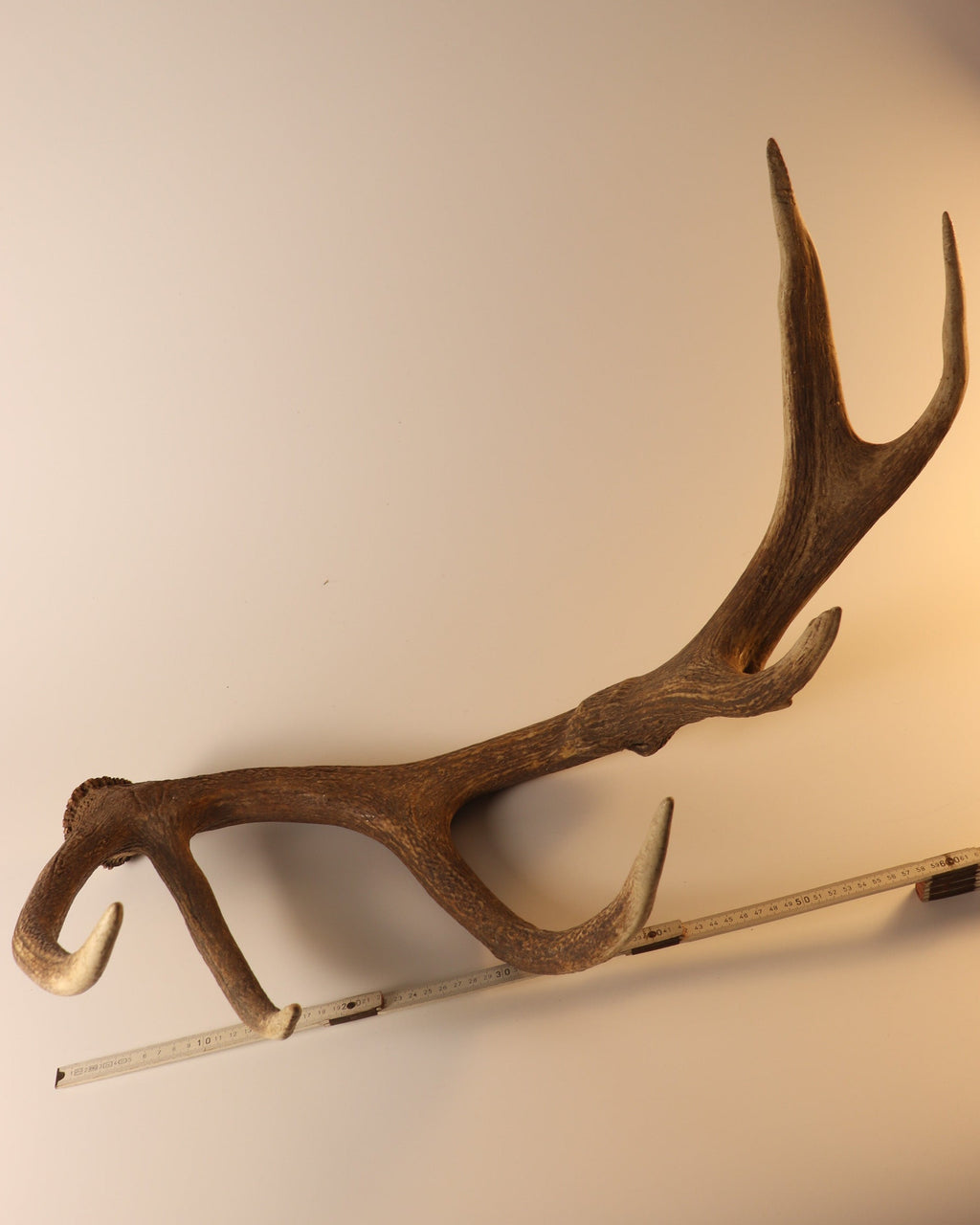 abnorme Geweih Hirschhorn Abwurfstange