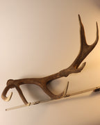 abnorme Geweih Hirschhorn Abwurfstange