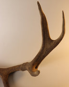 abnorme Geweih Hirschhorn Abwurfstange