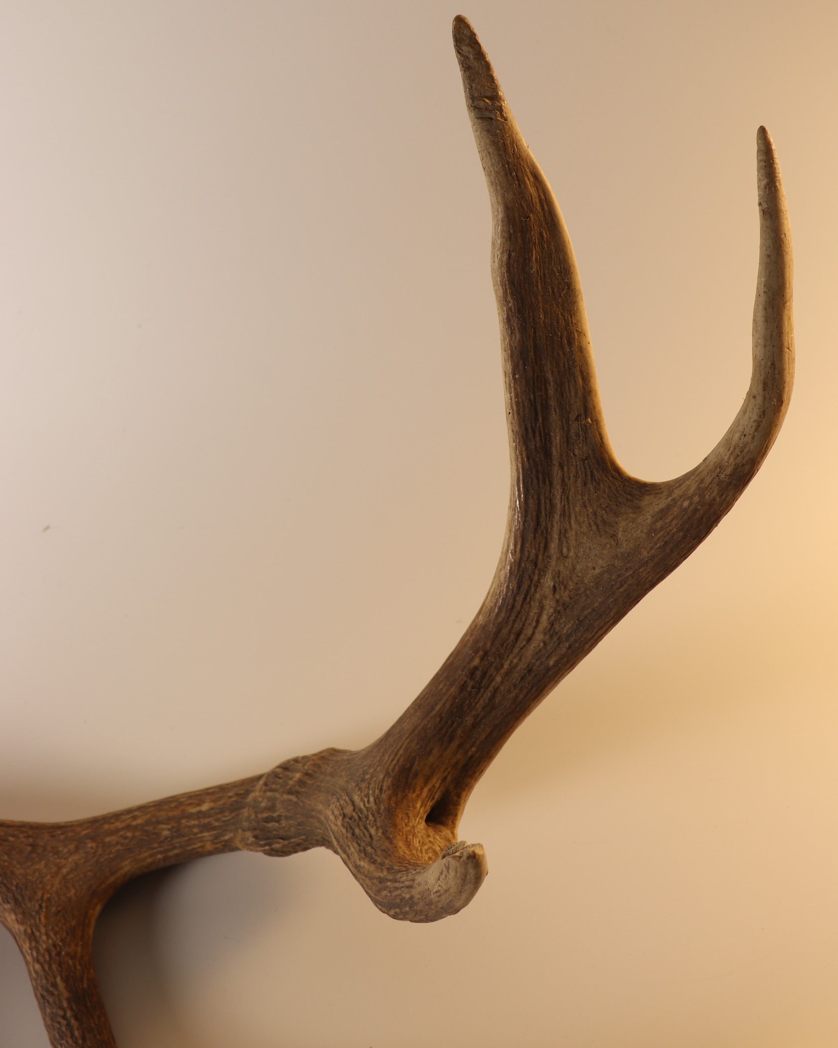 abnorme Geweih Hirschhorn Abwurfstange