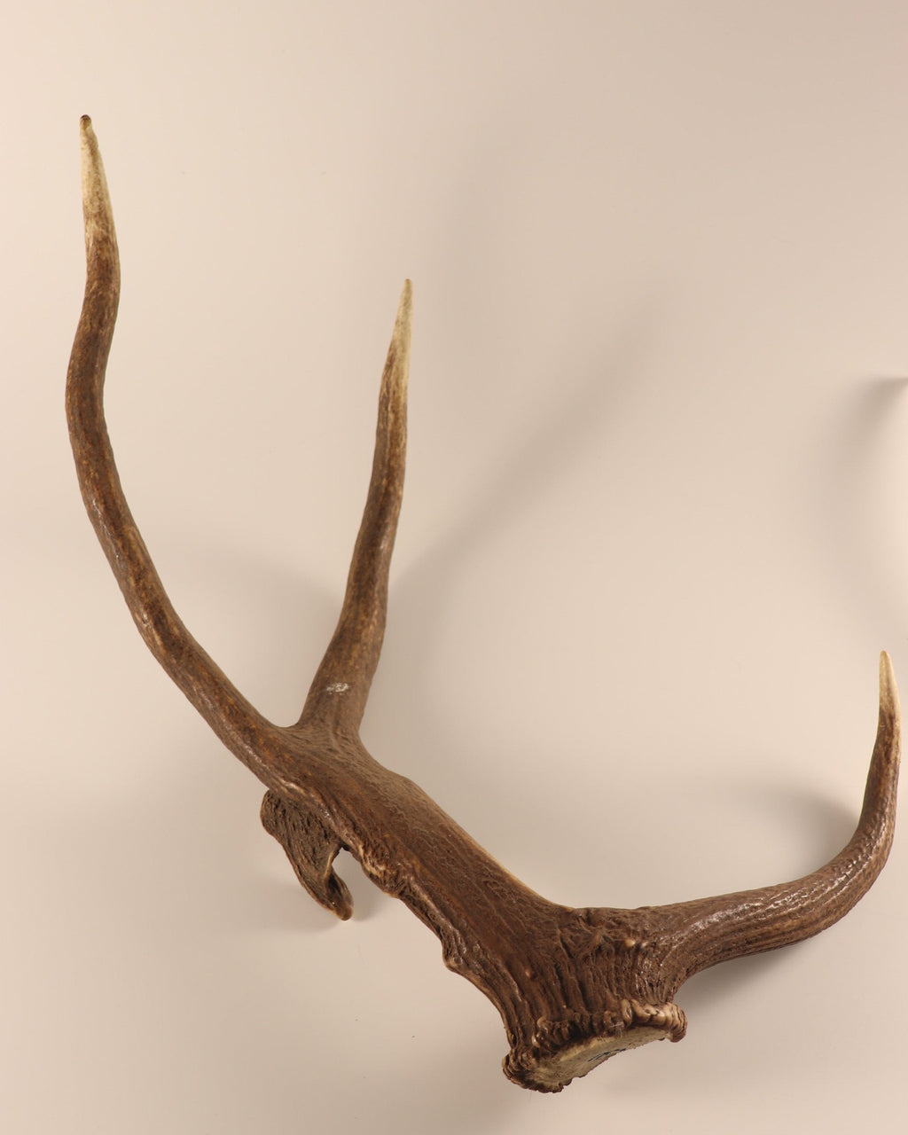 abnorme Geweih Hirschhorn Abwurfstange