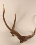 abnorme Geweih Hirschhorn Abwurfstange