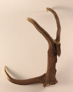 abnorme Geweih Hirschhorn Abwurfstange