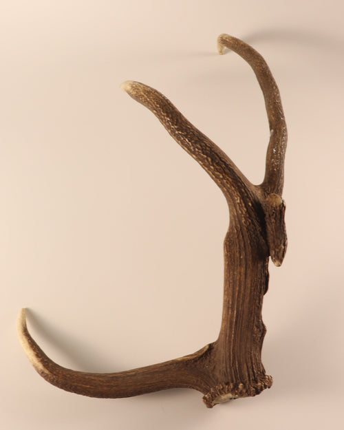 abnorme Geweih Hirschhorn Abwurfstange
