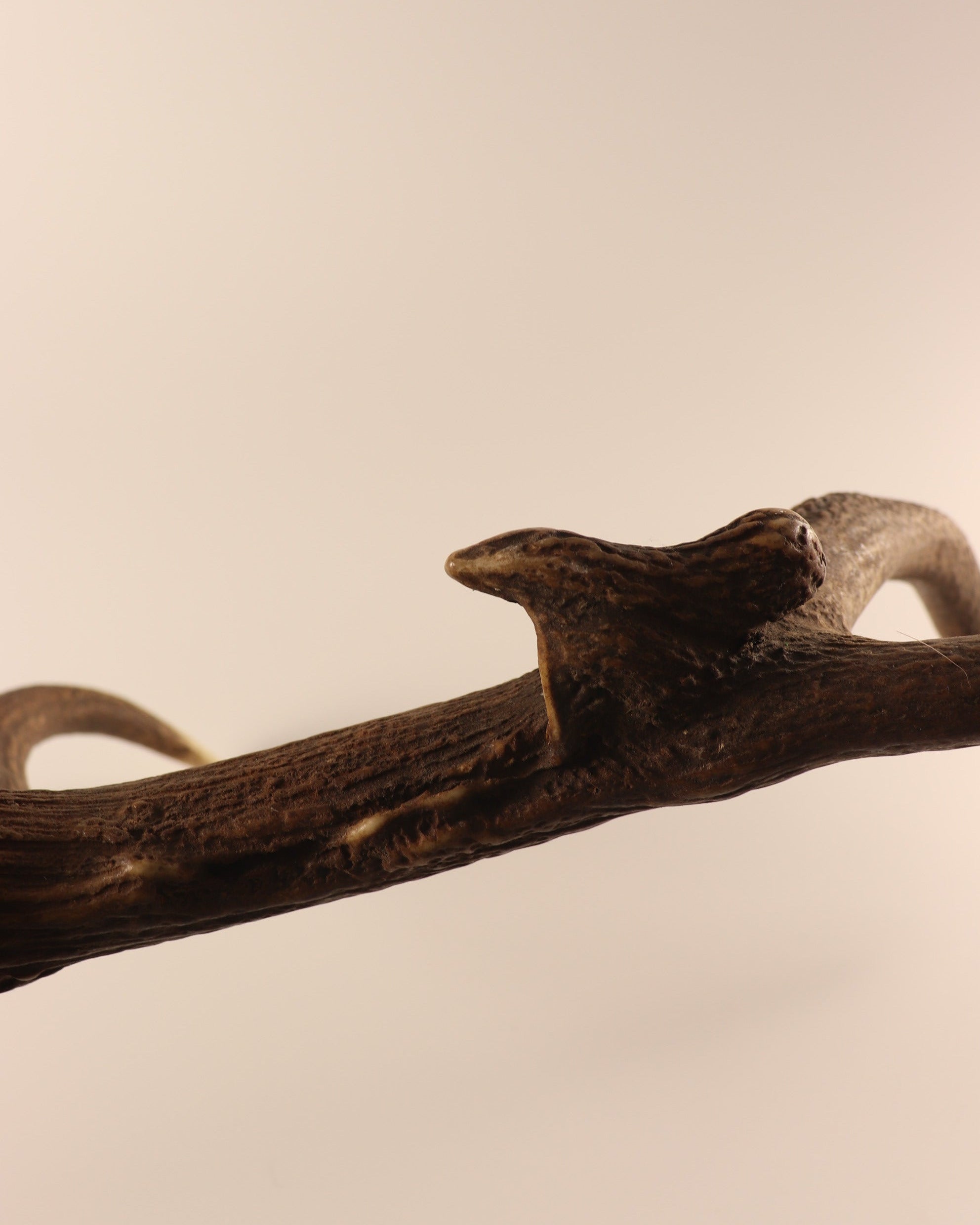 abnorme Geweih Hirschhorn Abwurfstange