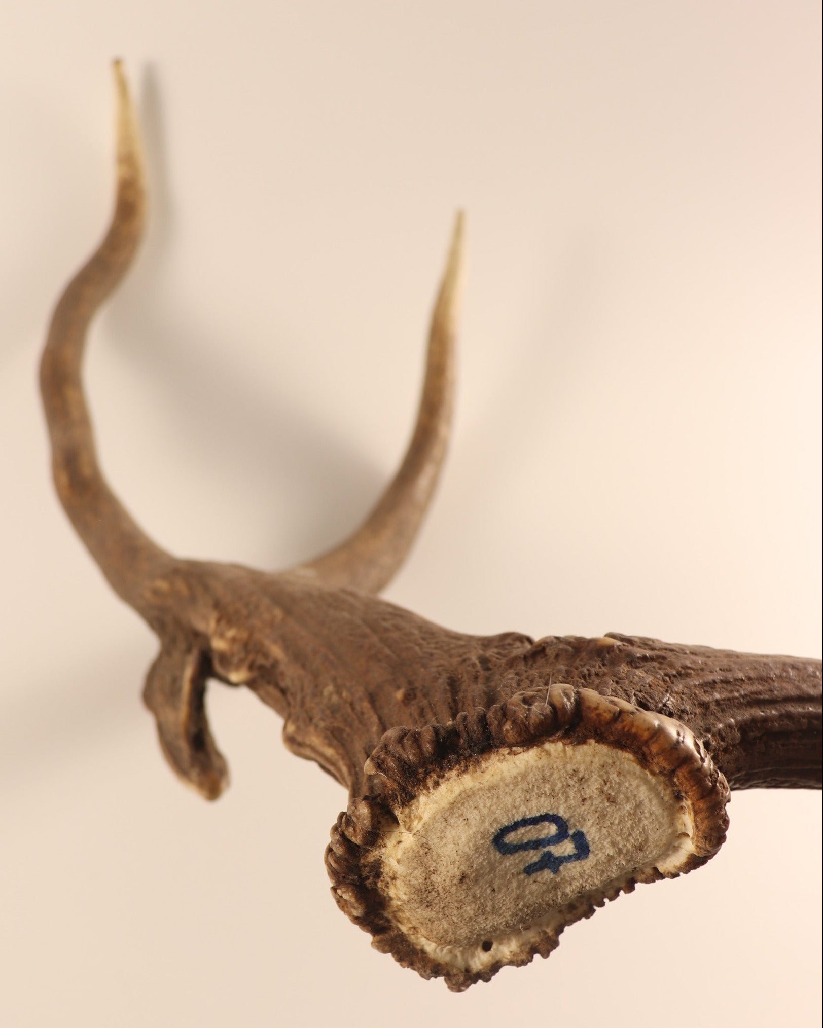abnorme Geweih Hirschhorn Abwurfstange