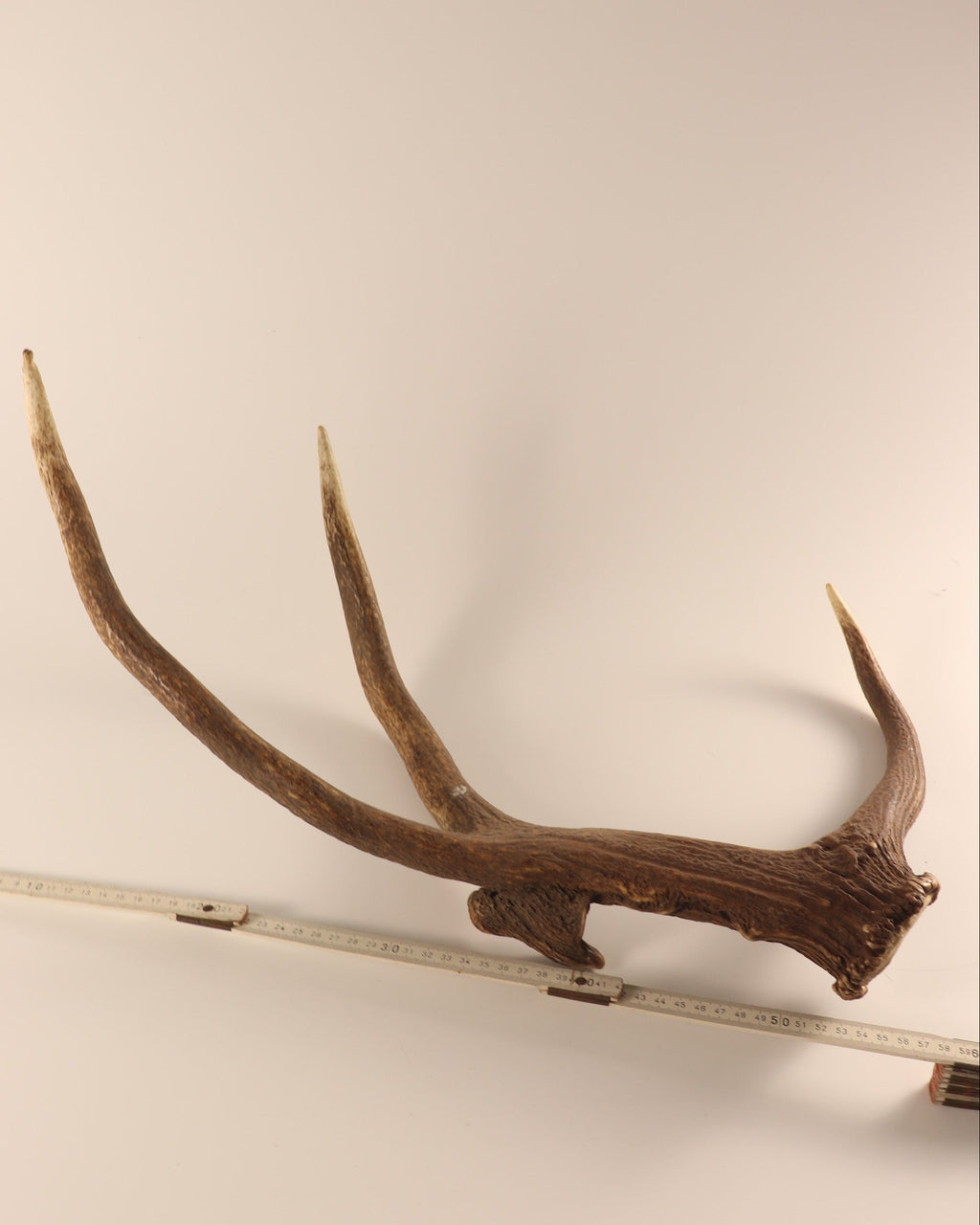 abnorme Geweih Hirschhorn Abwurfstange