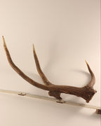 abnorme Geweih Hirschhorn Abwurfstange
