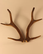 Geweih Hirschhorn Paar