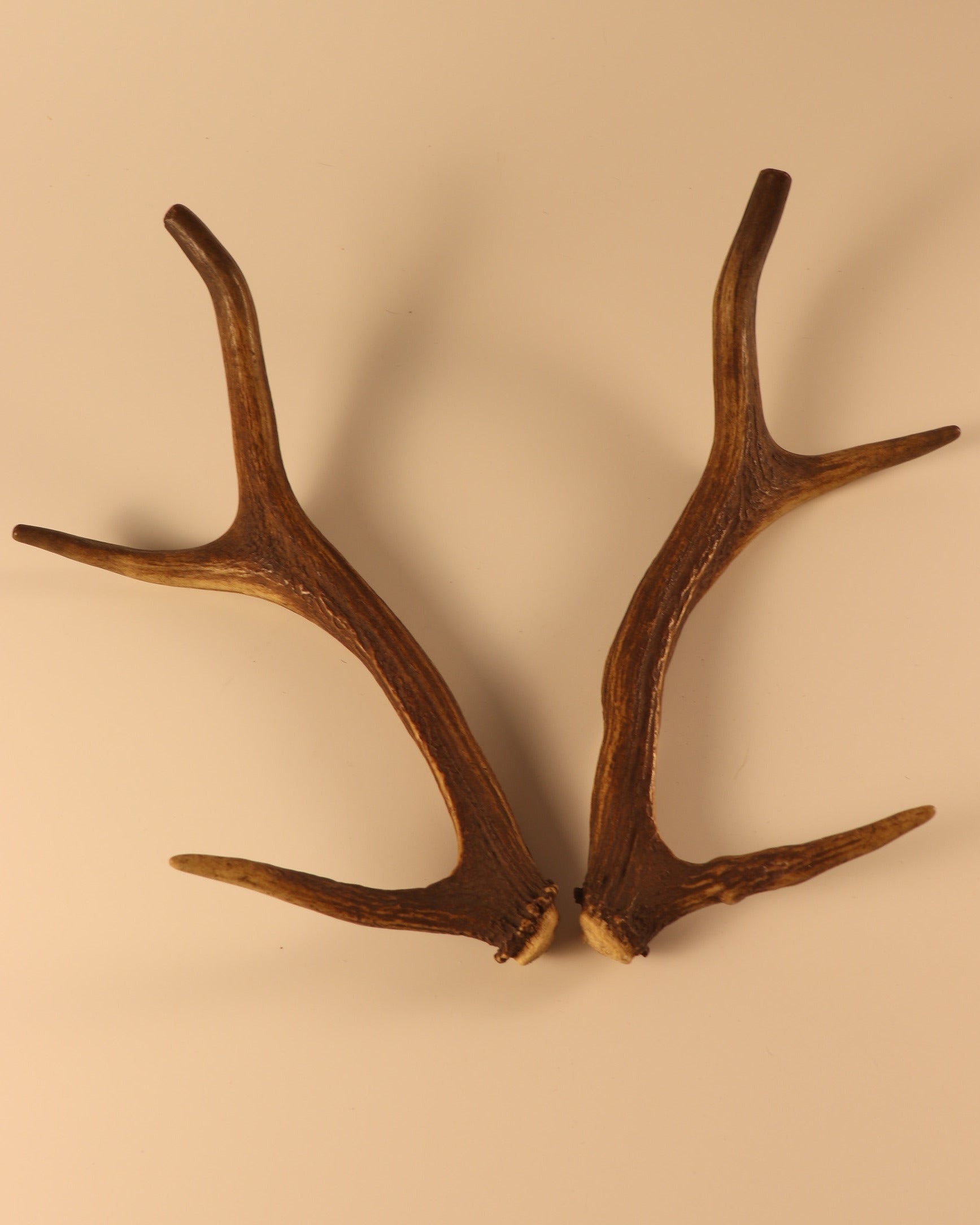 Geweih Hirschhorn Paar