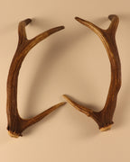 Geweih Hirschhorn Paar