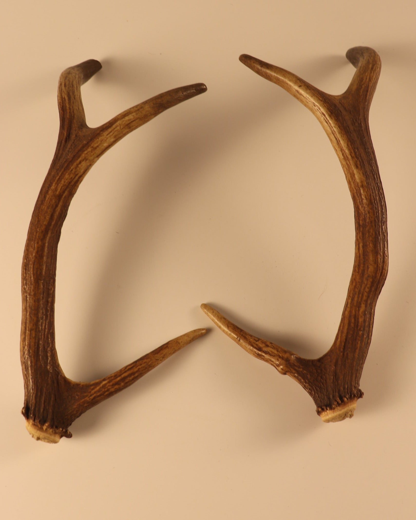 Geweih Hirschhorn Paar