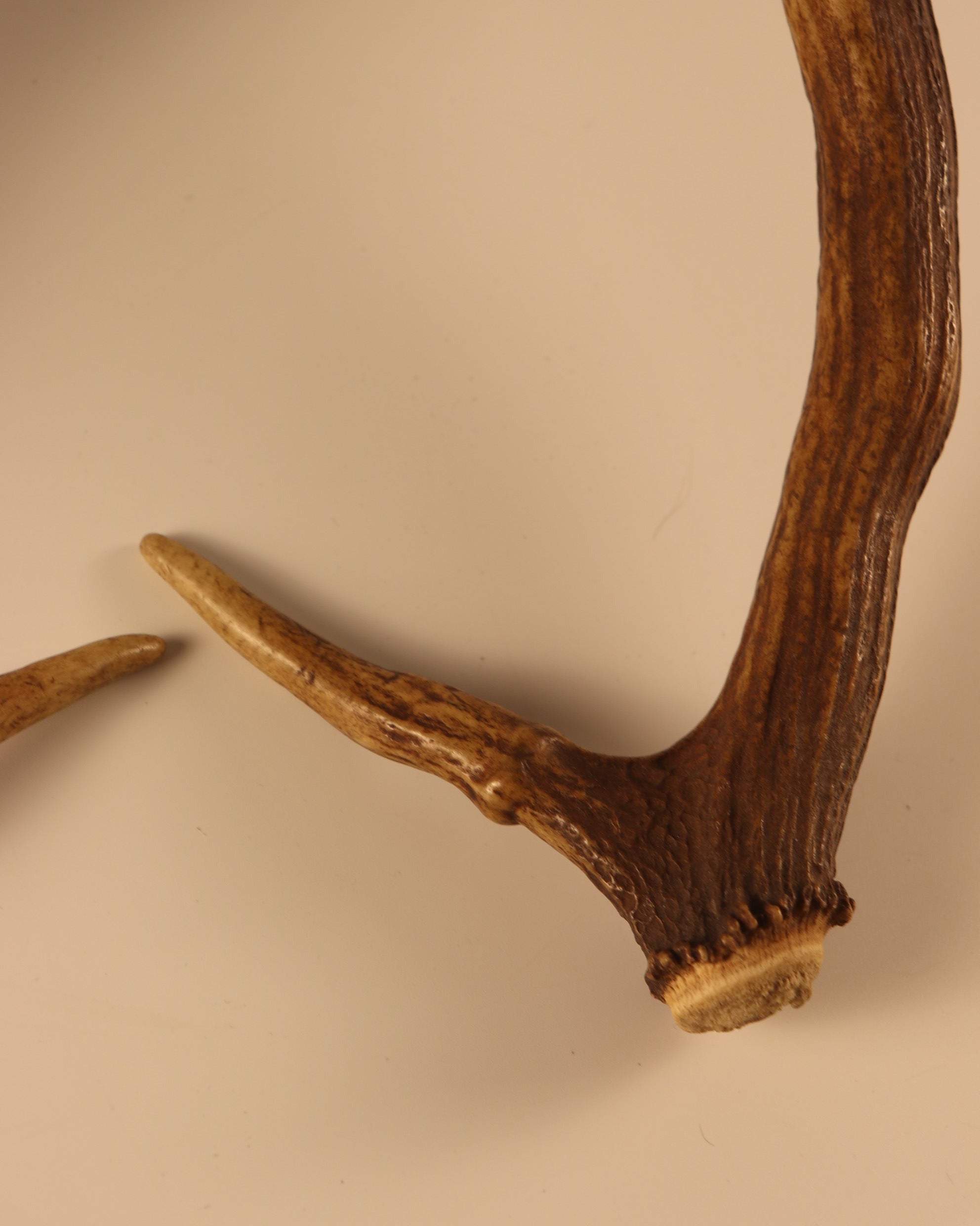 Geweih Hirschhorn Paar