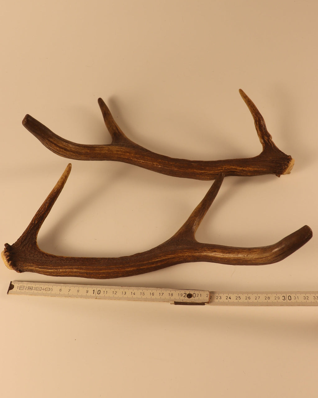 Geweih Hirschhorn Paar