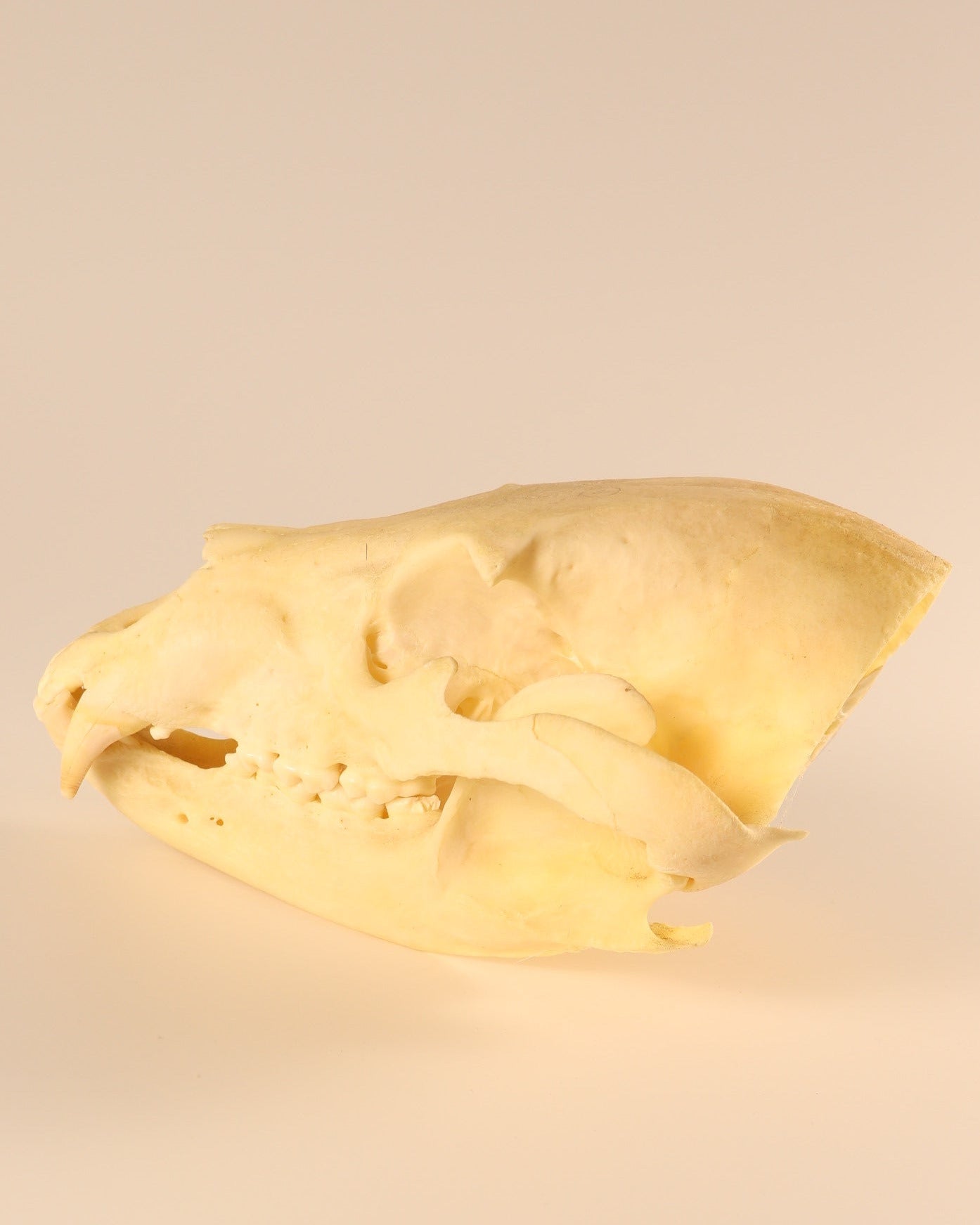 Schwarzbärschädel