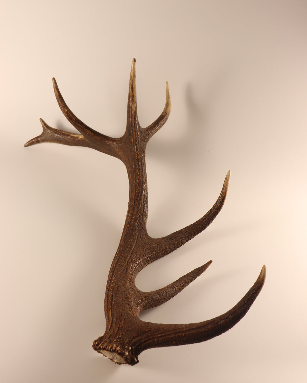 Geweih Hirschhorn Abwurfstange